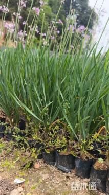 高度25厘米紫娇花