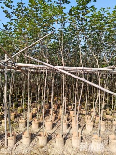 2公分黄花风铃木