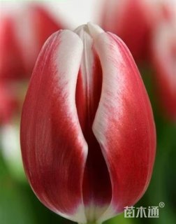 高度30厘米郁金香