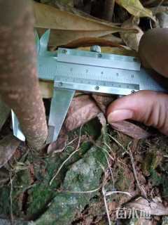 高度60厘米木荷小苗