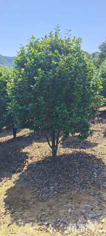 高度250厘米茶花