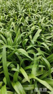 高度30厘米百子莲