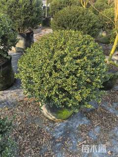 冠幅120厘米龟甲冬青球