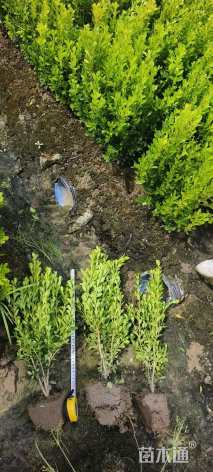 高度40厘米瓜子黄杨