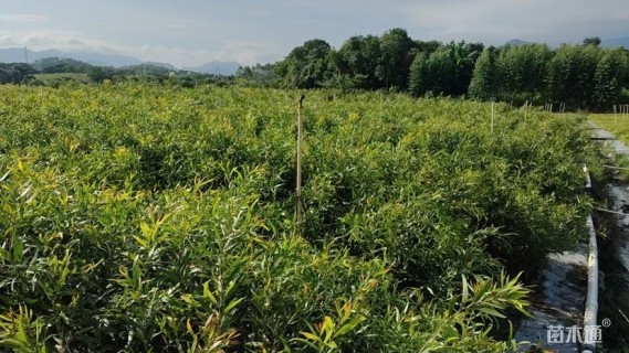 0.8公分台湾相思树