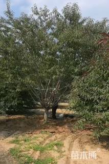 15公分红叶碧桃