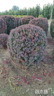 冠幅120厘米紫叶小檗球