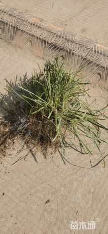 高度20厘米麦冬