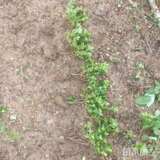 高度40厘米毛鹃