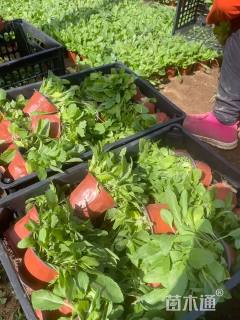 高度8厘米鼠尾草