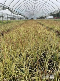 15厘米金叶苔草