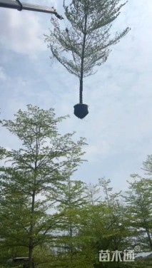 15公分细叶榄仁