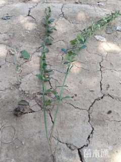 高度50厘米迎春花