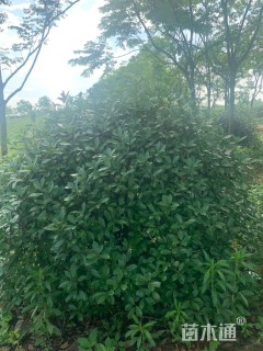 冠幅150厘米红叶石楠球