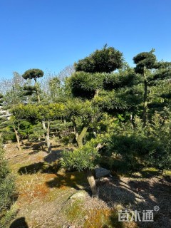 移栽苗造型罗汉松