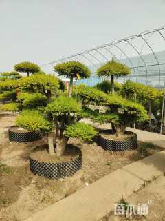 8公分造型亮晶女贞