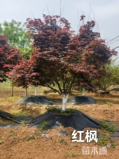 10公分日本红枫