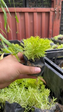 20厘米金叶佛甲草