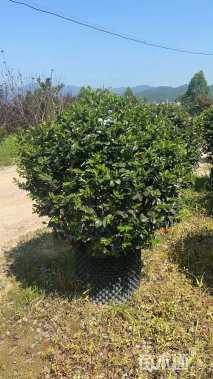 冠幅100厘米茶梅球