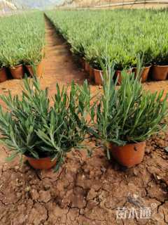 高度25厘米薰衣草