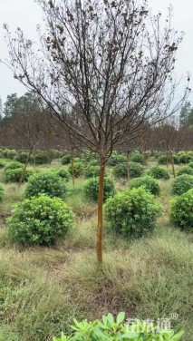 高度250厘米天鹅绒紫薇