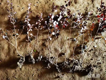 高度40厘米红花继木小苗