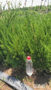 高度35厘米龙柏