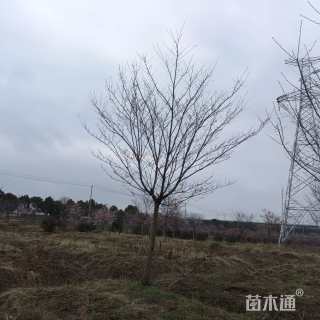 10公分高杆樱花