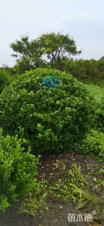 冠幅120厘米大叶黄杨球