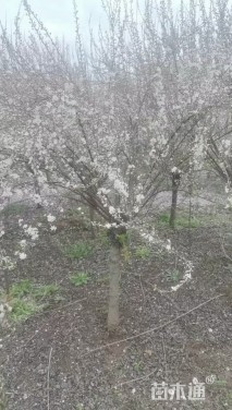 高度165厘米珍珠梅