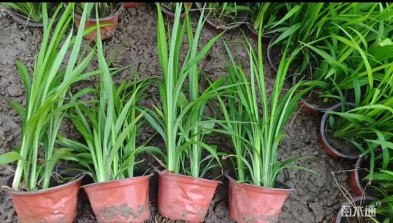 高度25厘米吉祥草