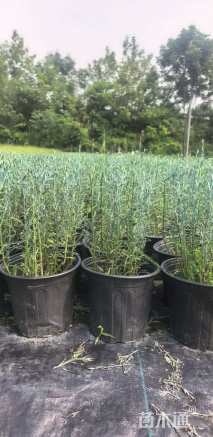 高度30厘米柳叶星河