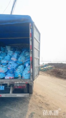 高度50厘米溪荪