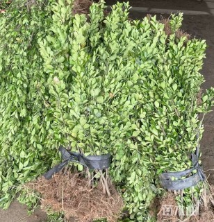 高度100厘米大叶黄杨