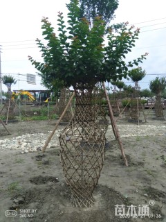 80公分紫薇花瓶