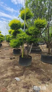 5公分造型亮晶女贞