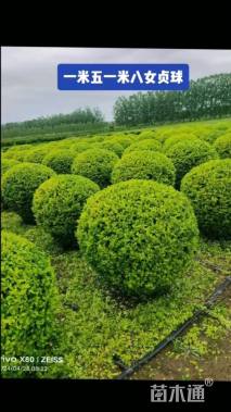 冠幅180厘米金叶女贞球