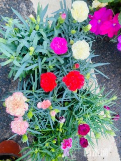 高度15厘米康乃馨