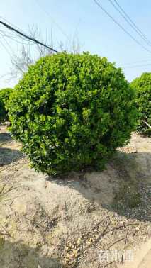冠幅180厘米大叶黄杨球