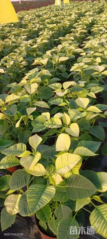 高度20厘米一品红