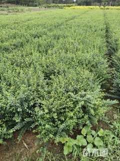 高度60厘米小叶女贞