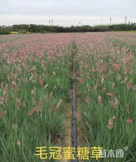 高度40厘米坡地毛冠草