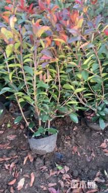 冠幅50厘米红叶石楠球