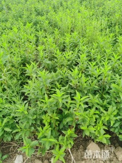 高度40厘米金钟花