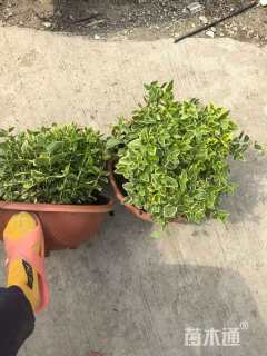 高度20厘米花叶蔓长春