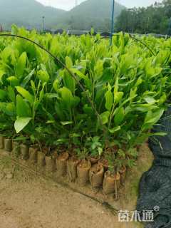 0.35公分马占相思