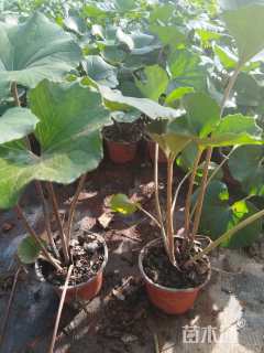 高度25厘米大吴风草