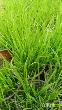 高度15厘米狼尾草