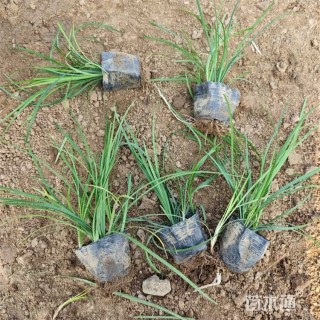 高度18厘米沿阶草