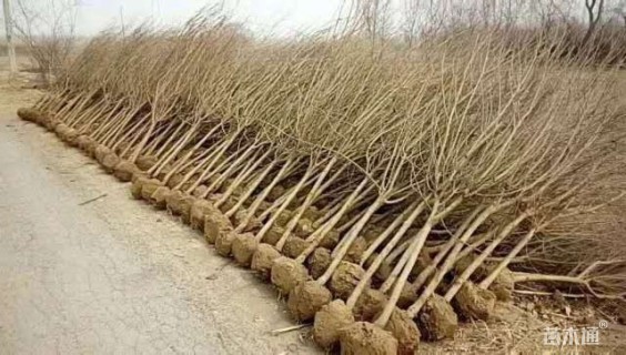 高度200厘米果石榴